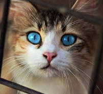 helping Florida hungry cats survive with food & care